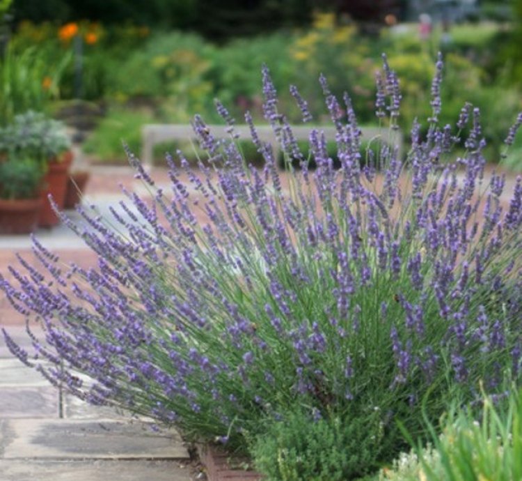 Phenomenal Lavender