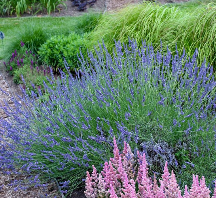 Phenomenal Lavender