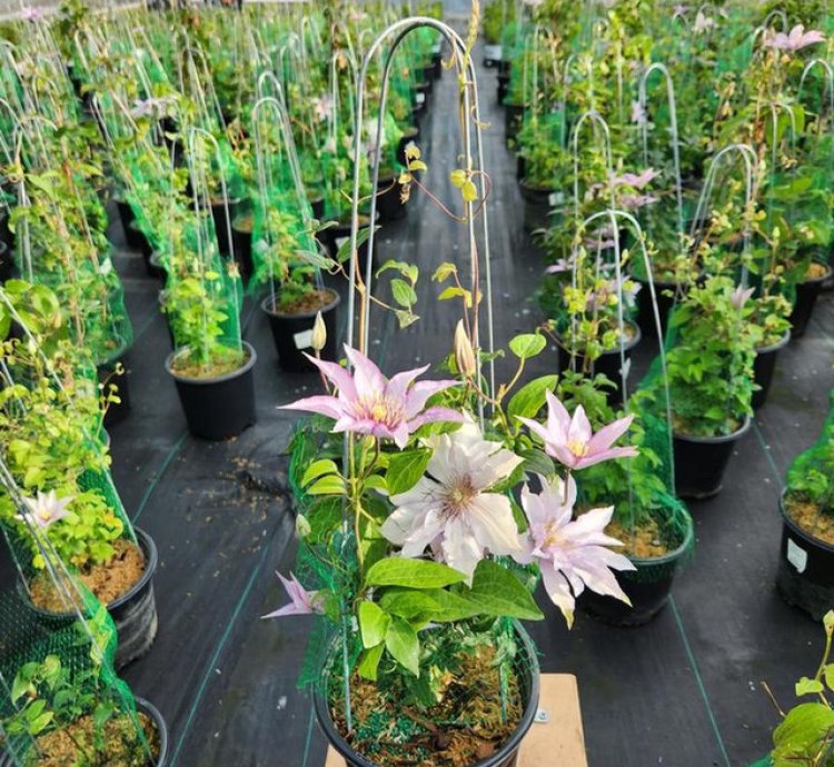 Samaritan Jo Clematis