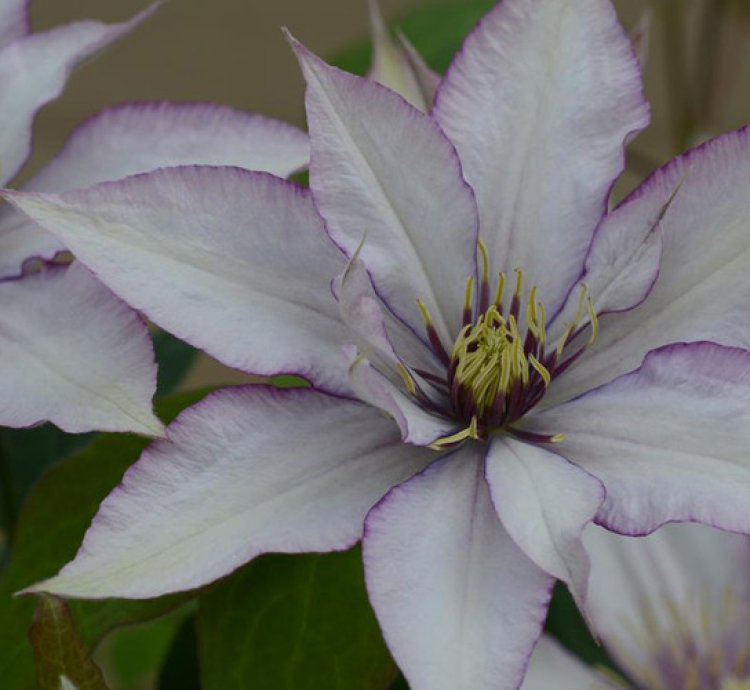 Samaritan Jo Clematis
