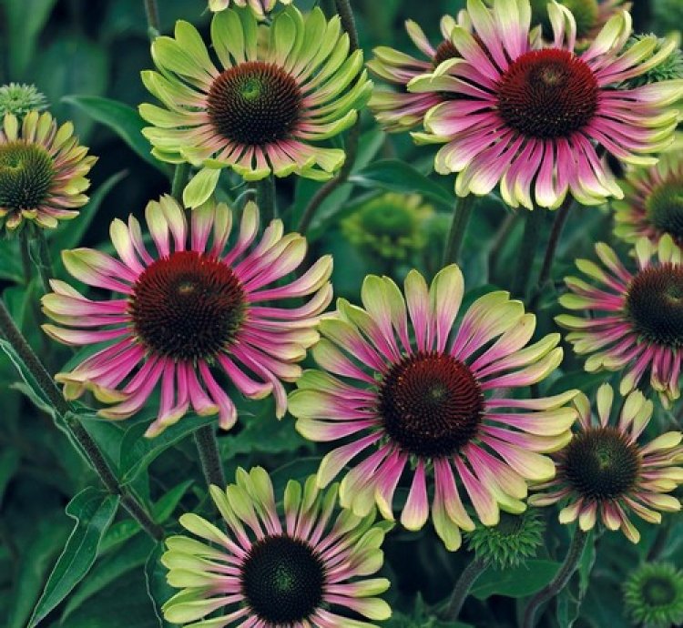 Green Twister Coneflower