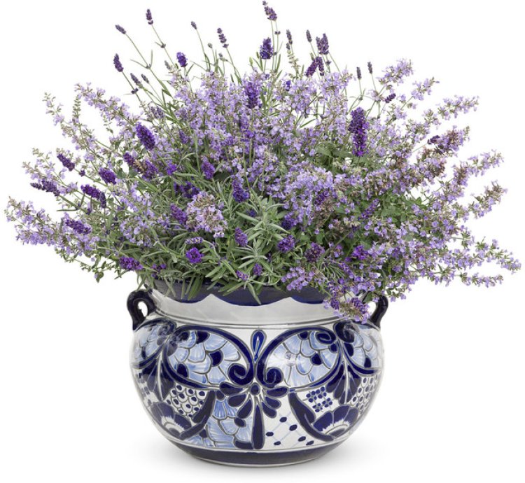 Cats Meow Catmint