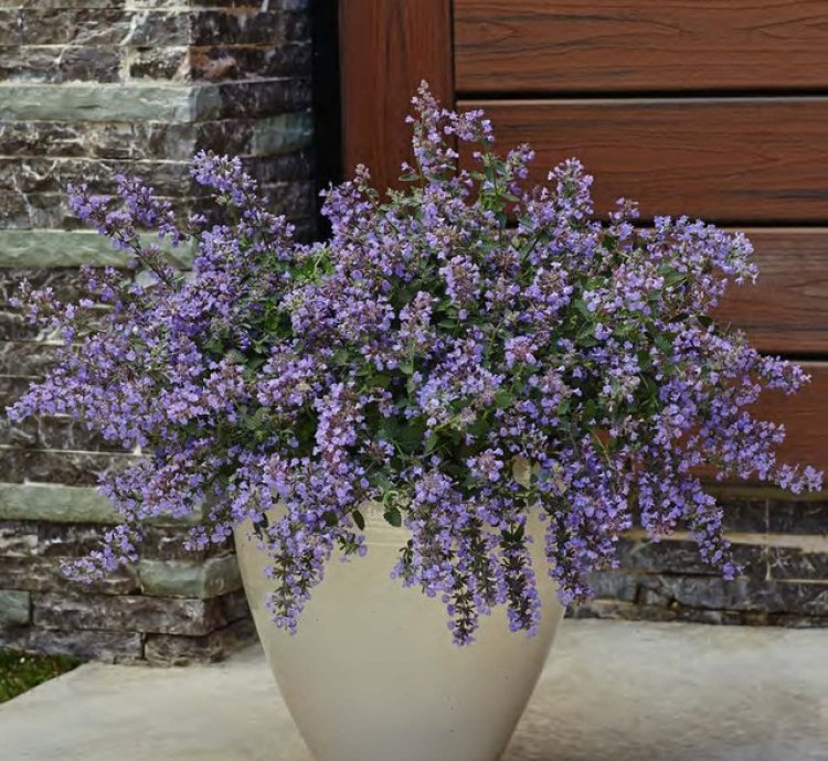 Cats Meow Catmint