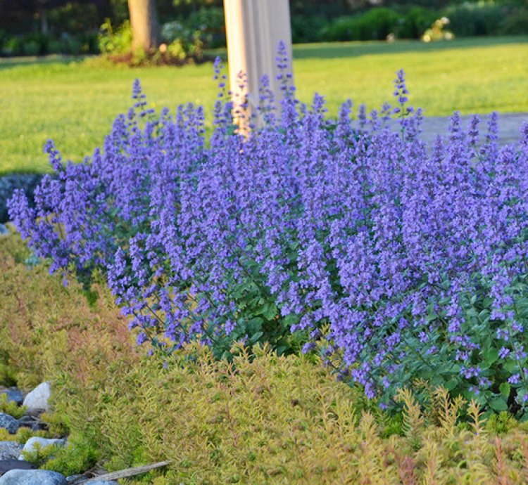 Cats Meow Catmint