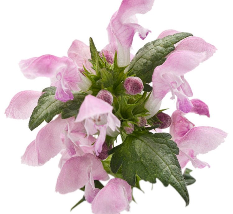 Pink Chablis Dead Nettle