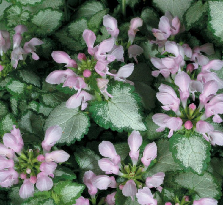Pink Chablis Dead Nettle