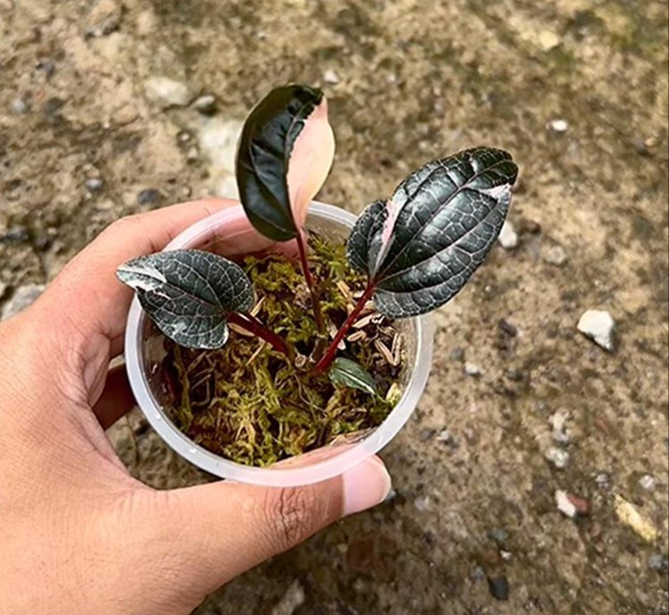 Piper Red Spider Mutation Variegated Rare Live Exotic Tropical Plant – Easy Care Indoor/Outdoor