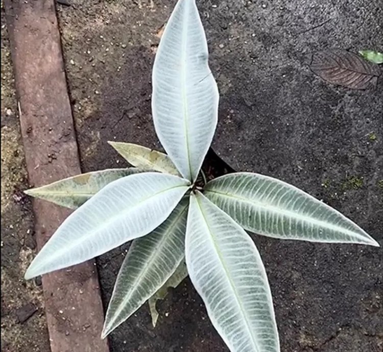 Labisia Snow White Live Exotic Tropical Foliage Plant – Easy Care Indoor/Outdoor