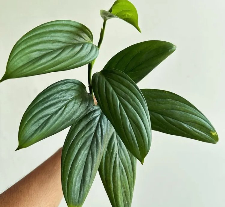 Scindapsus Porakenesis Silver Live Exotic Tropical Foliage Plant – Easy Care Indoor/Outdoor Aroid
