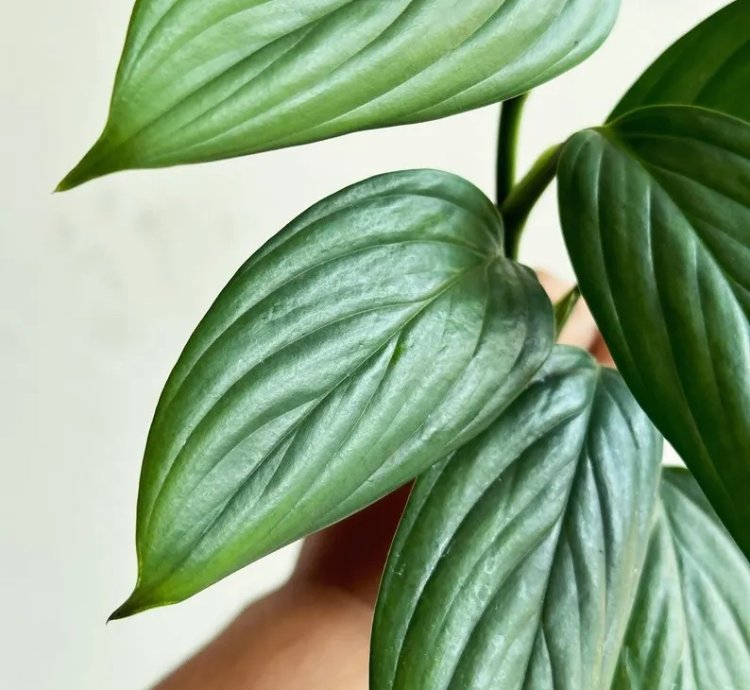 Scindapsus Porakenesis Silver Live Exotic Tropical Foliage Plant – Easy Care Indoor/Outdoor Aroid