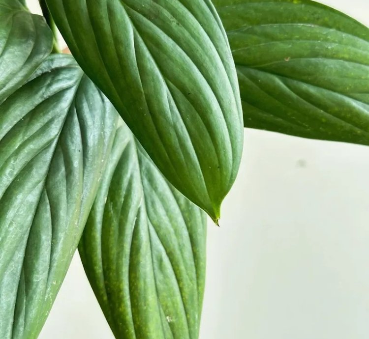 Scindapsus Porakenesis Silver Live Exotic Tropical Foliage Plant – Easy Care Indoor/Outdoor Aroid