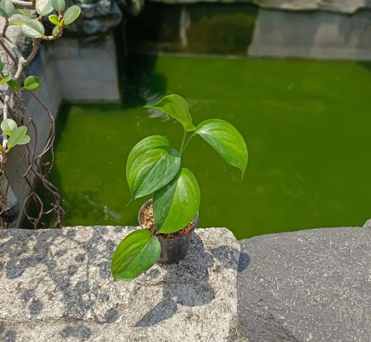 Scindapsus Longispitatus Green On Green Live Exotic Tropical Foliage Plant – Easy Care Indoor/Outdoor Aroid
