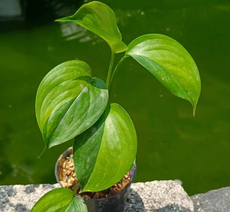 Scindapsus Longispitatus Green On Green Live Exotic Tropical Foliage Plant – Easy Care Indoor/Outdoor Aroid