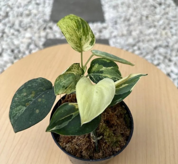 Scindapsus Black Satin Variegated Live Exotic Tropical Foliage Plant – Easy Care Indoor/Outdoor Unique Aroid