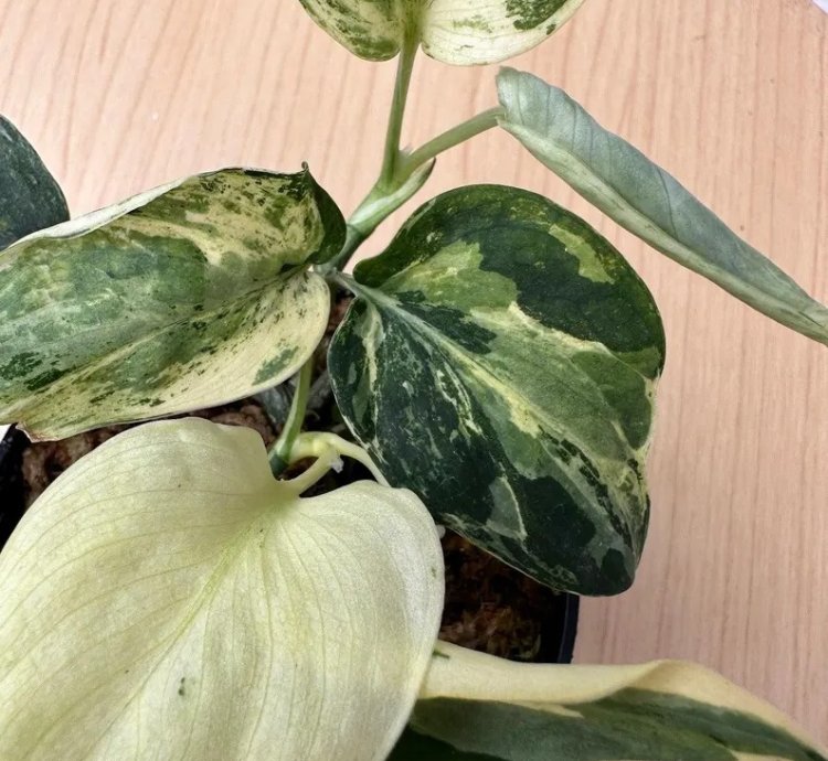 Scindapsus Black Satin Variegated Live Exotic Tropical Foliage Plant – Easy Care Indoor/Outdoor Unique Aroid