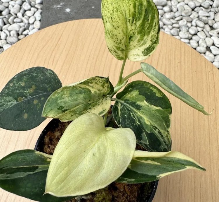 Scindapsus Black Satin Variegated Live Exotic Tropical Foliage Plant – Easy Care Indoor/Outdoor Unique Aroid