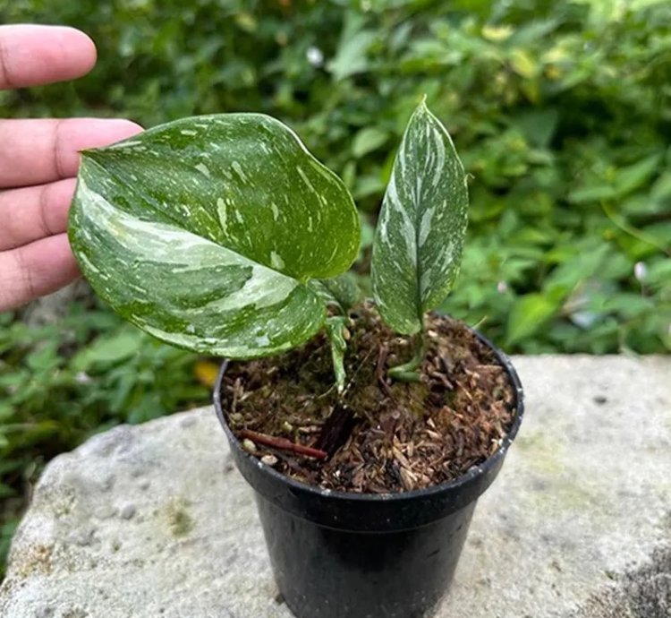 Scindapsus Treubi Galaxy Medium Size Variegated Live Exotic Tropical Foliage Plant – Easy Care Indoor/Outdoor Aroid