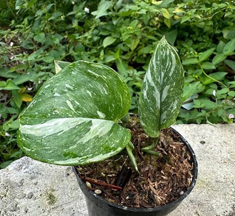 Scindapsus Treubi Galaxy Medium Size Variegated Live Exotic Tropical Foliage Plant – Easy Care Indoor/Outdoor Aroid