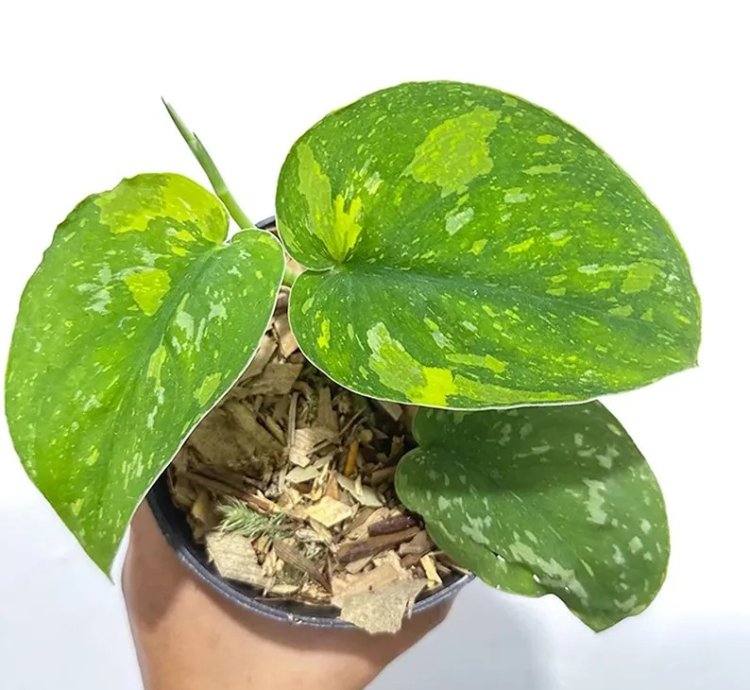 Scindapsus Baticon Variegated Live Exotic Tropical Foliage Plant – Easy Care Indoor/Outdoor Unique Aroid
