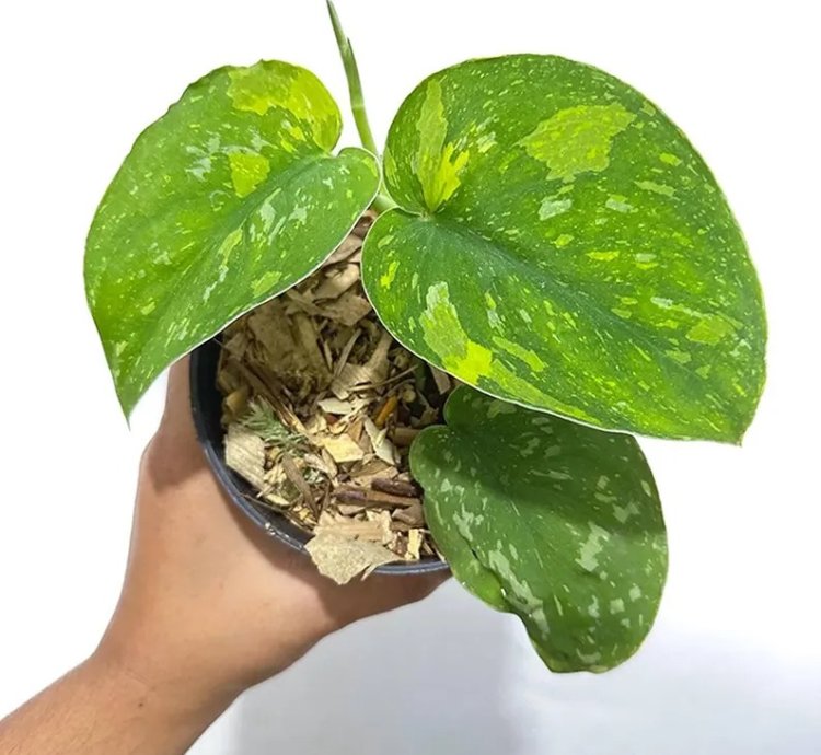Scindapsus Baticon Variegated Live Exotic Tropical Foliage Plant – Easy Care Indoor/Outdoor Unique Aroid