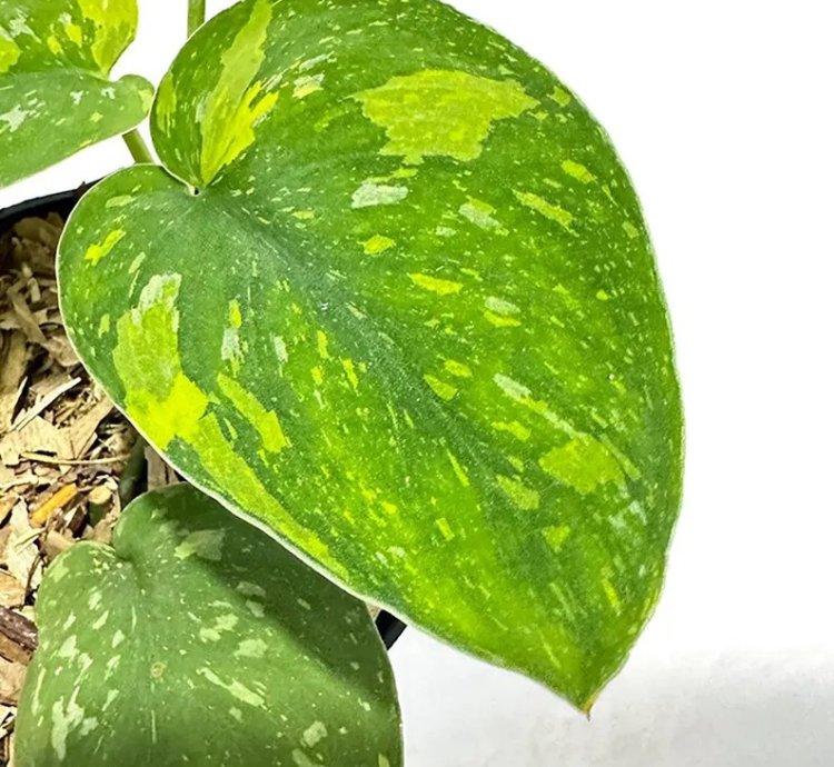 Scindapsus Baticon Variegated Live Exotic Tropical Foliage Plant – Easy Care Indoor/Outdoor Unique Aroid