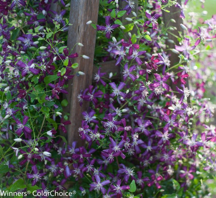 Sweet Summer Love Clematis
