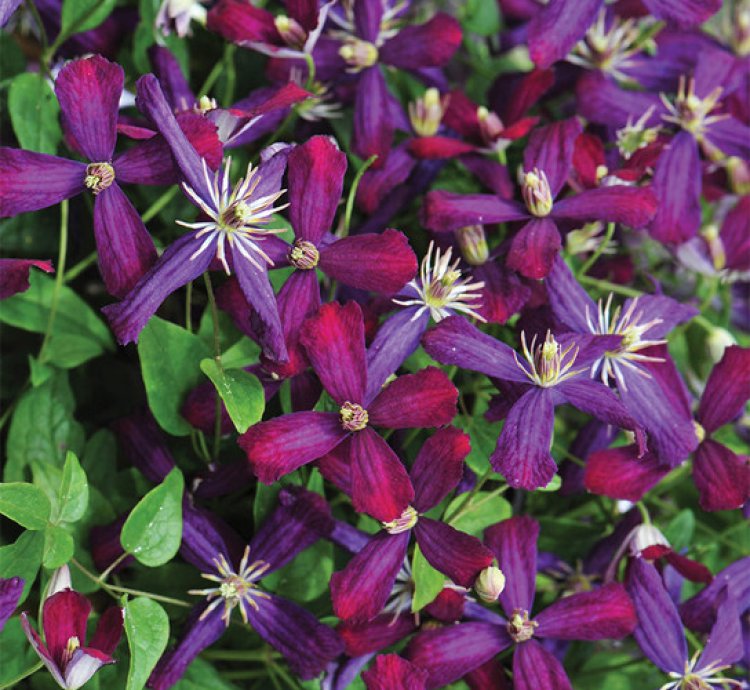 Sweet Summer Love Clematis