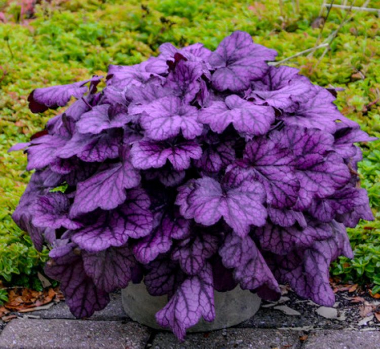 Primo Wild Rose Coral Bells
