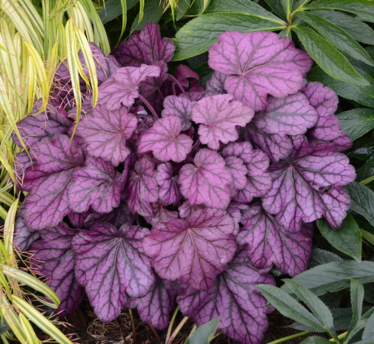 Primo Wild Rose Coral Bells