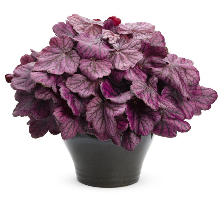 Primo Wild Rose Coral Bells