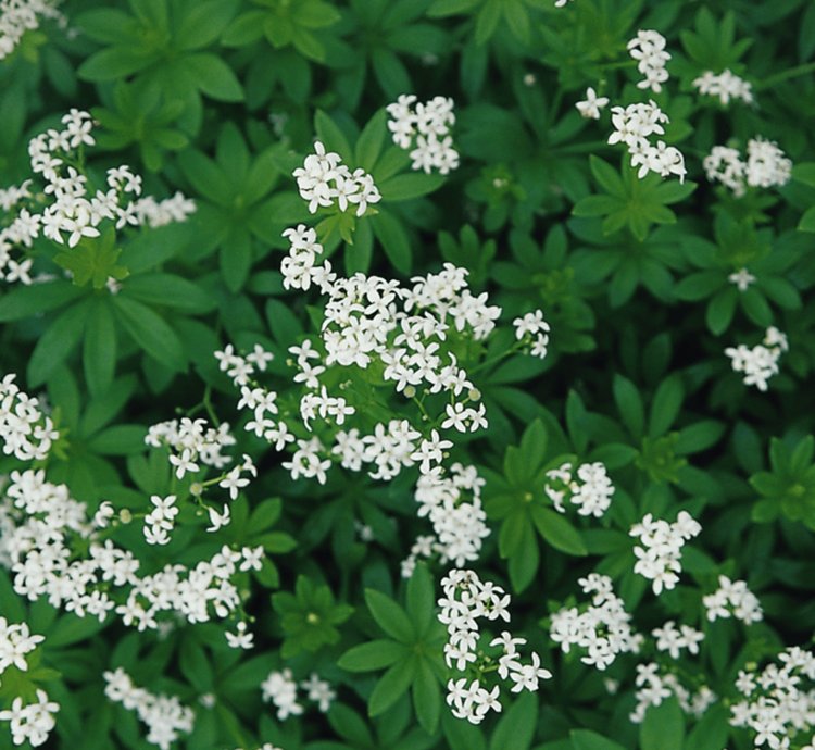 Sweet Woodruff