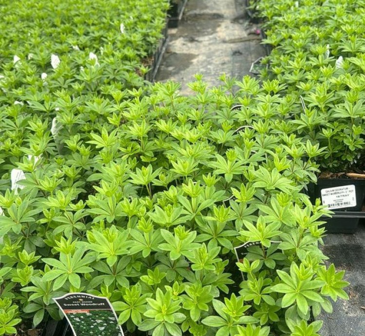 Sweet Woodruff