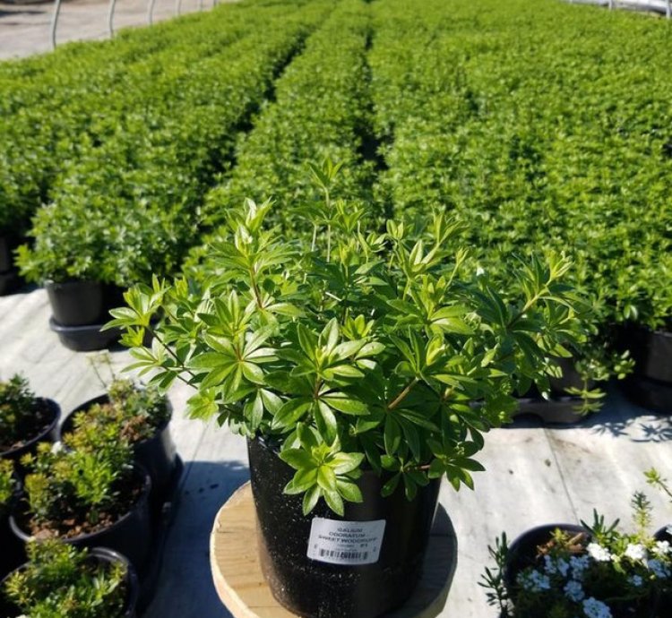 Sweet Woodruff