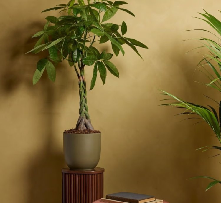 Aquatica Pachira (Money Tree) Plant