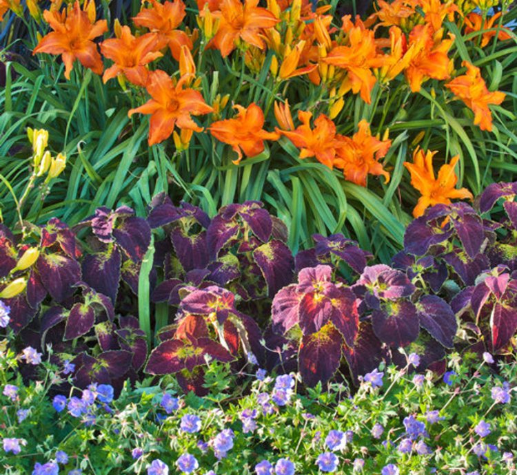 Rainbow Rhythm Primal Scream Daylily