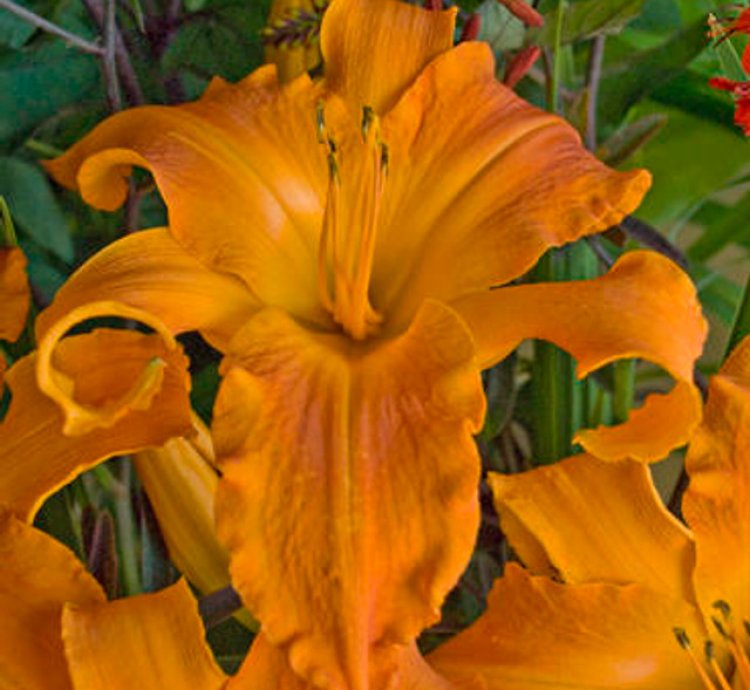 Rainbow Rhythm Primal Scream Daylily