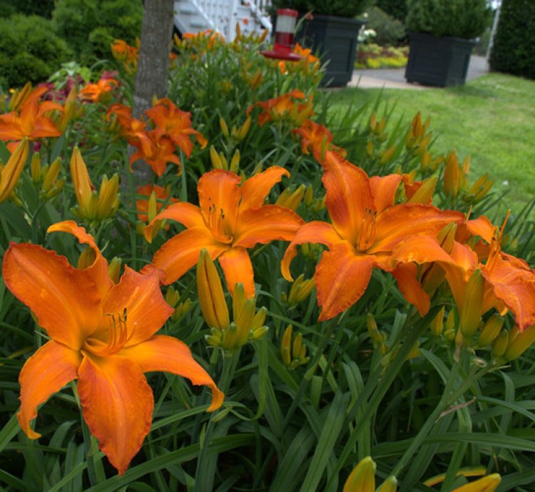 Rainbow Rhythm Primal Scream Daylily