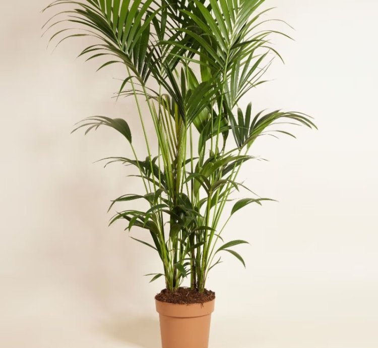 Kentia Palm (Howea forsteriana) – Elegant Indoor Tropical Plant