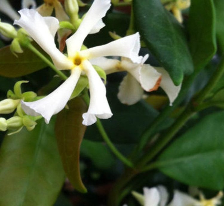 Star Jasmine Vine