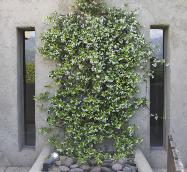 Star Jasmine Vine