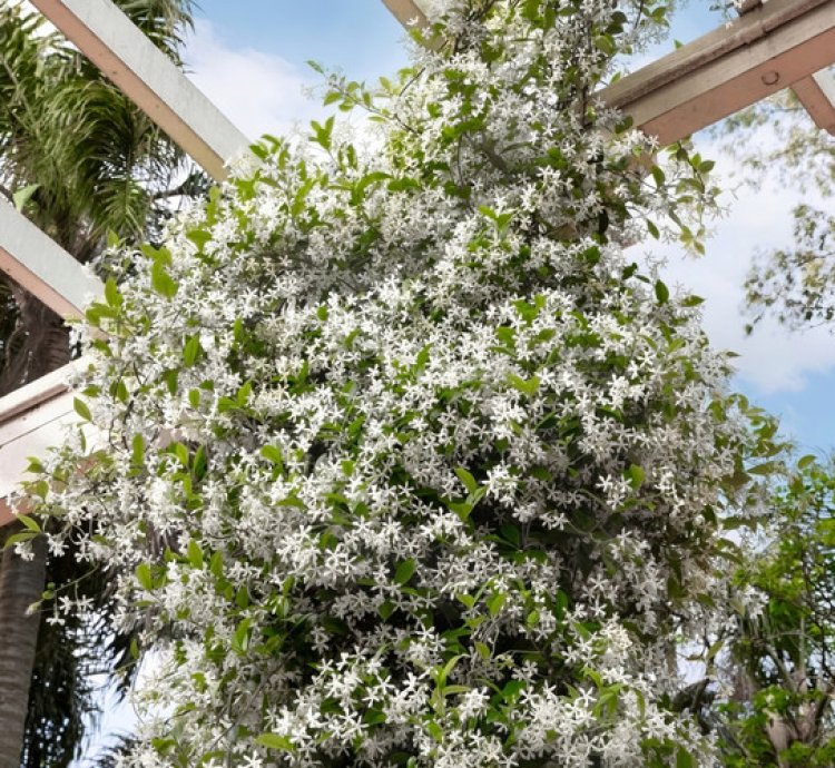 Star Jasmine Vine