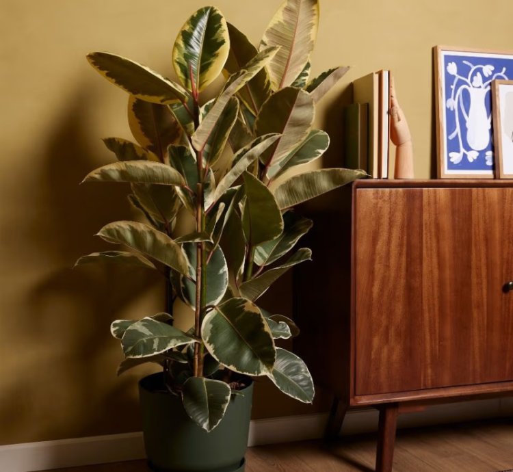 Tineke Ficus – Variegated Rubber Tree Plant for Stylish Indoor Living