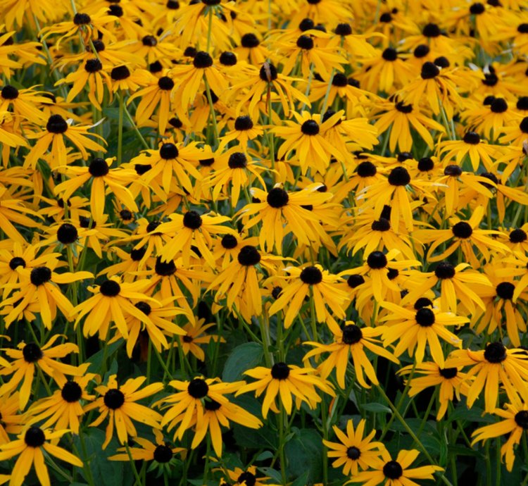 Goldsturm Black-Eyed Susan