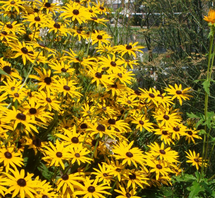 Goldsturm Black-Eyed Susan