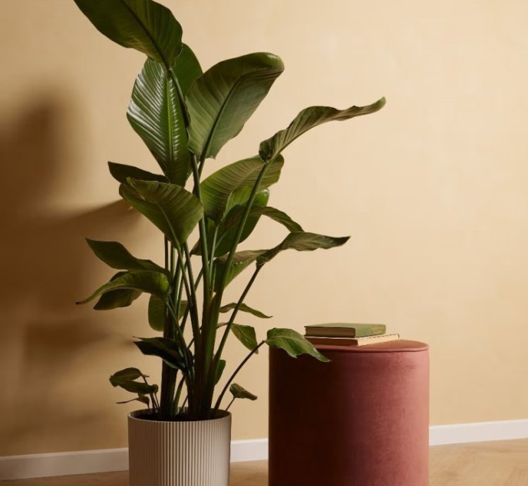 Strelitzia Nicolai – Bird of Paradise Plant for Lush Tropical Vibes