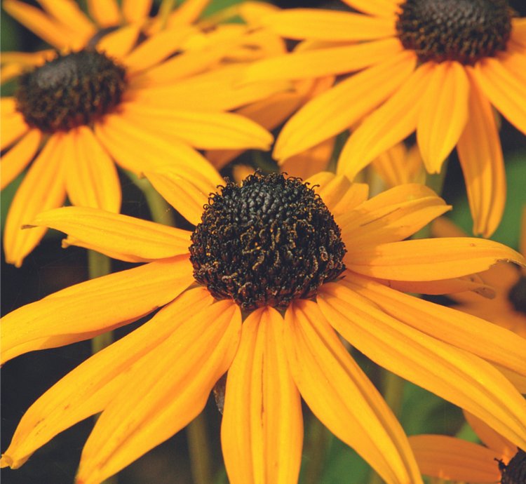 Goldsturm Black-Eyed Susan