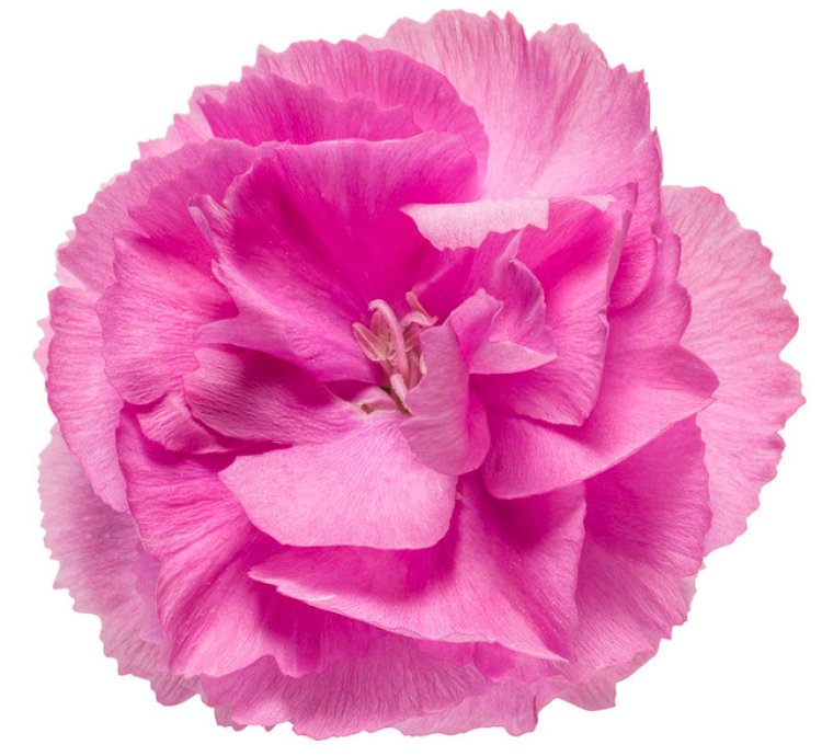 Fruit Punch Sweetie Pie Pinks Dianthus