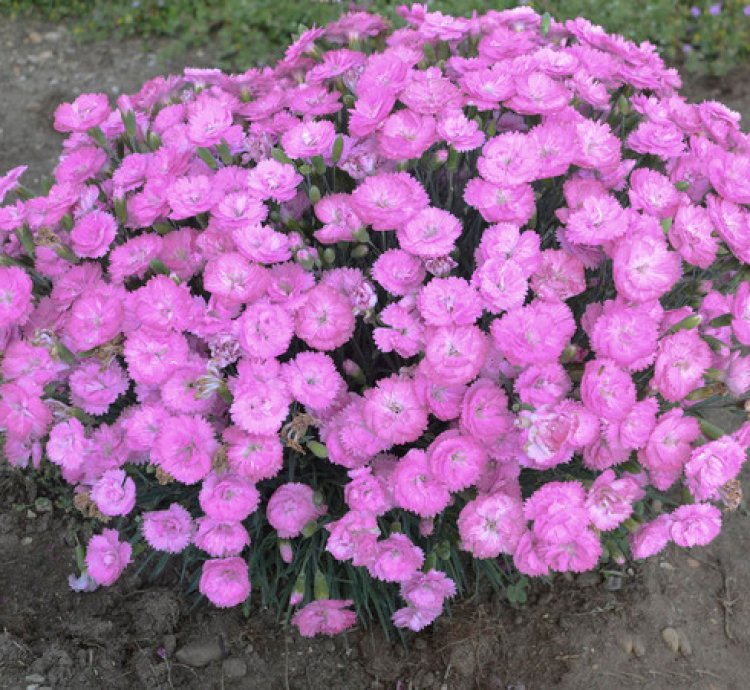 Fruit Punch Sweetie Pie Pinks Dianthus