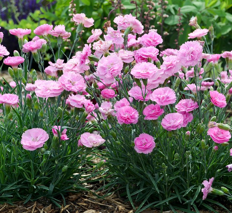 Fruit Punch Sweetie Pie Pinks Dianthus