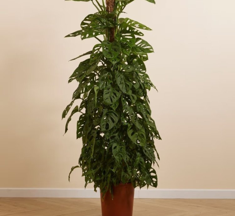Monstera Adansonii – Monkey Mask Plant for Stylish Jungle Vibes